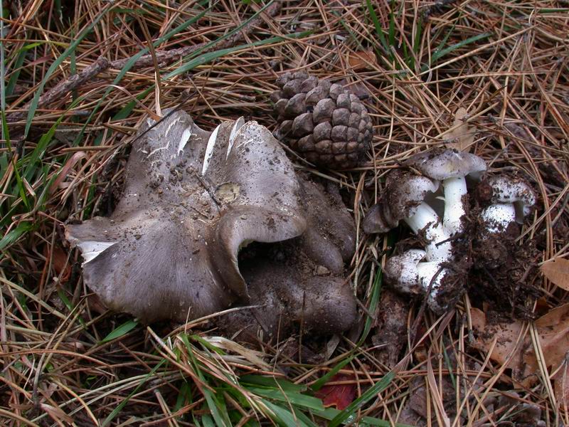 Escursione mirata   a Tricholoma portentosum